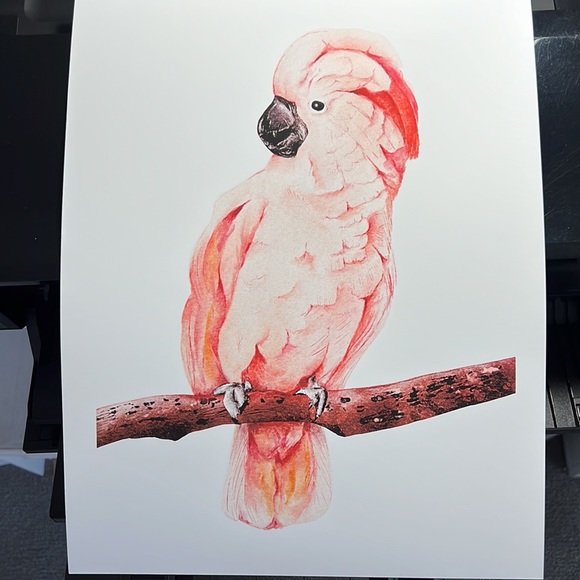 Wall Art Tropical Bird Portrait Print Unframed - Picture 9 of 15